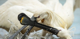 Ezek lettek az év legjobb természetfotói Magyarországon Ezek lettek az ev legjobb termeszetfotoi Magyarorszagon