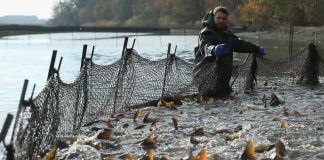 Kezdetét veszi az Öreg-tavi Nagy Halászat Kezdetet veszi az Oreg tavi Nagy Halaszat