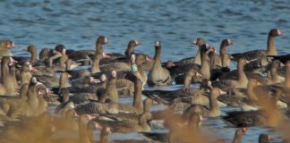 Táblákkal őrzik a tatai vadludak nyugalmát Tablakkal orzik a tatai vadludak nyugalmat