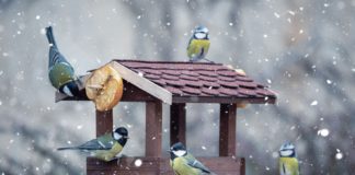 Hamarosan indul az énekesmadár-etetési szezon Hamarosan indul az enekesmadar etetesi szezon
