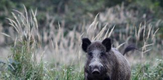 Kitört a sertéspestis Olaszországban Kitort a sertespestis Olaszorszagban