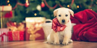 Nem való a kisállat a karácsonyfa alá! Nem valo a kisallat a karacsonyfa ala