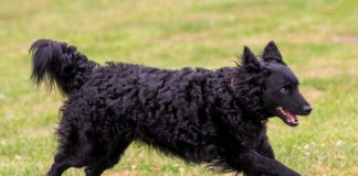 Rangos elismerést kapott Amerikában a mudi Rangos elismerest kapott Amerikaban a mudi