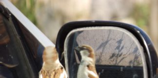 A saját tükörképüket támadó madarak védelmére hívják fel a figyelmet a természetvédők A sajat tukorkepuket tamado madarak vedelmere hivjak fel a figyelmet a termeszetvedok