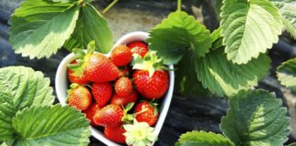 Megjelent a magyar eper a piacokon Megjelent a magyar eper a piacokon