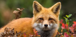 Nébih: hamarosan kezdődik a tavaszi rókavakcinázás Nebih hamarosan kezdodik a tavaszi rokavakcinazas