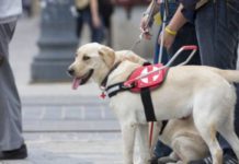 Iskolai érzékenyítő program Vakvezeto kutya foto