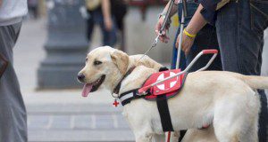 Iskolai érzékenyítő program Vakvezeto kutya foto