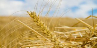 CSÖKKENHET A GABONA VETÉSTERÜLETE 02.24