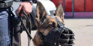 SZOLGÁLATI KUTYÁKAT KÉPEZETT KI A RENDŐRSÉG 04.15