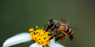 FONTOS A MÉHÉSZET MAGYARORSZÁGON 2022.08.26. Mehek