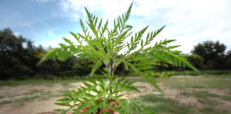 REPÜLŐRŐL IS ELLENŐRZIK A PARLAGFŰVEL FERTŐZÖTT TERÜLETEKET MEGYÉNKBEN 2022.08.28. Parlagfu