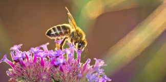KITOLÓDOTT A POLLENSZEZON TETŐZÉSE AZ ASZÁLY MIATT 2022.09.02
