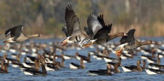 MEGÉRKEZTEK AZ ELSŐ VADLUDAK TATÁRA 2022.10.05