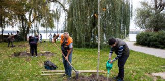 KÉT HÉT ALATT 90 FÁT ÜLTETNEK IDÉN ŐSSZEL TATÁN 2022.10.16