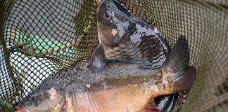 LESZ ELÉG HAL AZ ÜNNEPEKRE 2022.12.19