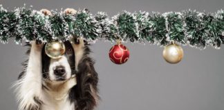 KARÁCSONYKOR AZ ÁLLATMENHELYEK LAKÓINAK IS SEGÍTHETÜNK 2022.12.25