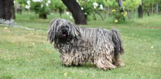 ÖSSZEFOGÁSSAL SEGÍTIK A HUNGARIKUM KUTYAFAJTÁK FENNMARADÁSÁT 2023.01.14